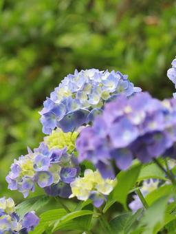 Hydrangea, JPG Hydrangea, JPG