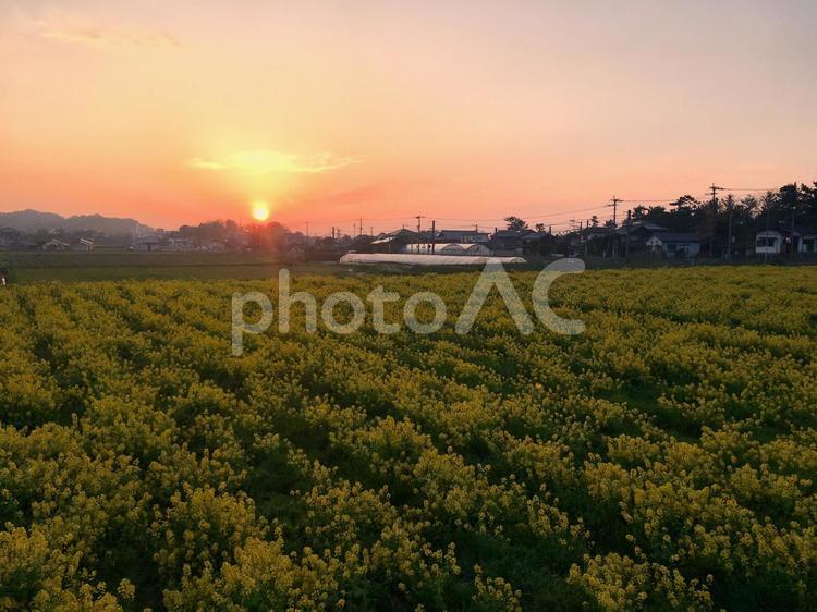 夕陽の菜の花畑 菜の花,日暮れ,夕陽の写真素材