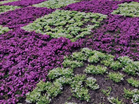 Moss Phlox, Clover,, JPG Moss Phlox, Clover,, JPG