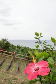 【 沖縄 ☆ 石垣島 】の写真