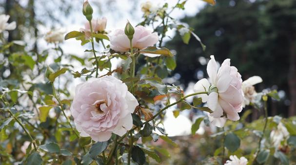 【花の写真】ばらの花 【花の写真】ばらの花 rose,植物,園芸の写真素材