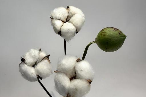 綿花 植物,綿木,綿の花の写真素材