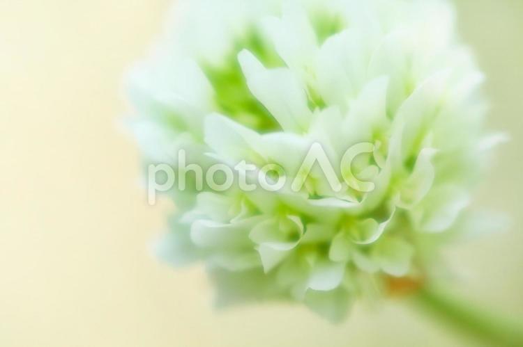 クローバーのイメージ_ソフトフォーカス 花,クローバー,バックグラウンドの写真素材