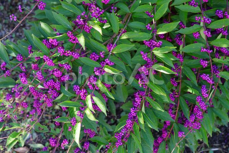 １０月下旬の善通寺五岳の里のコムラサキ 背景,コムラサキ,実の写真素材