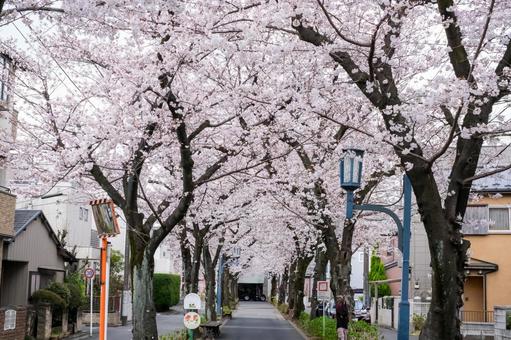 武蔵浦和の遊歩道の桜 武蔵浦和の遊歩道の桜の写真