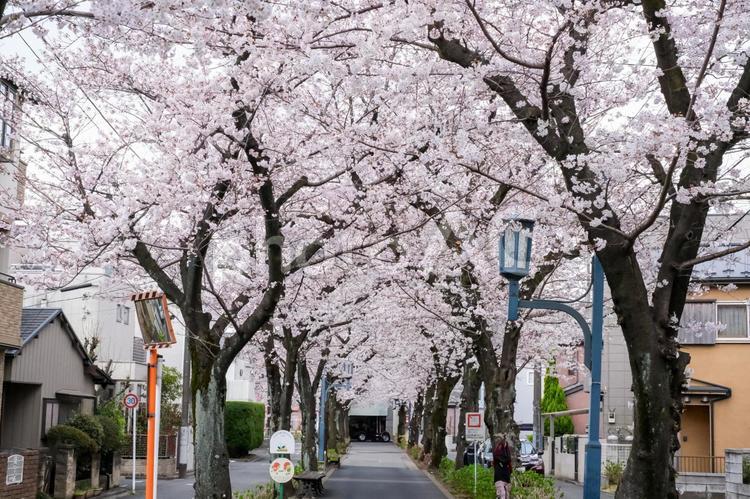 武蔵浦和の遊歩道の桜 武蔵浦和,桜,花見の写真素材