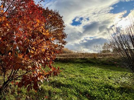 Autumn leaves on a clear autumn day, JPG