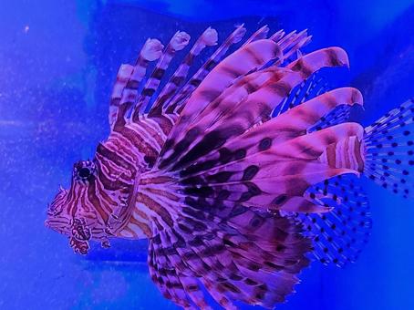 ミノカサゴ ミノカサゴの写真