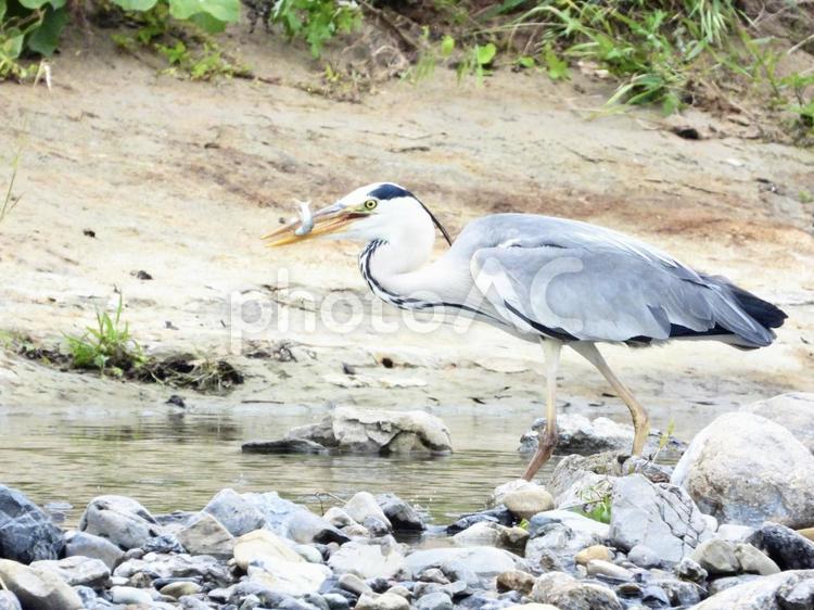魚を咥えるアオサギ 鳥,野鳥,アオサギの写真素材