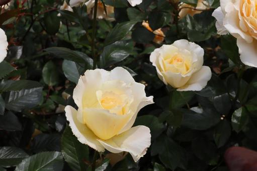 バラ園の淡い色の薔薇を撮りました バラ園の淡い色の薔薇を撮りましたの写真