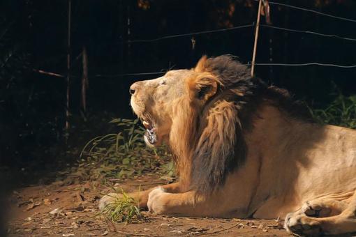リラックス中のライオン ライオン,かわいい,動物の写真素材