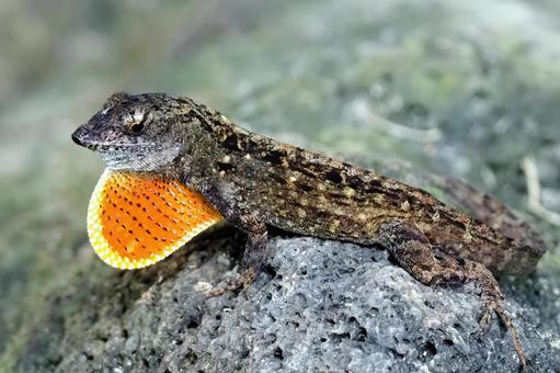ブラウンアノール ブラウンアノール,ハワイ,オアフ島の写真素材