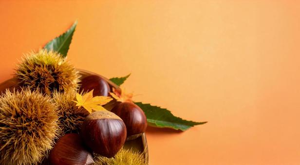 紅葉ぼけの栗 紅葉ぼけの栗の写真