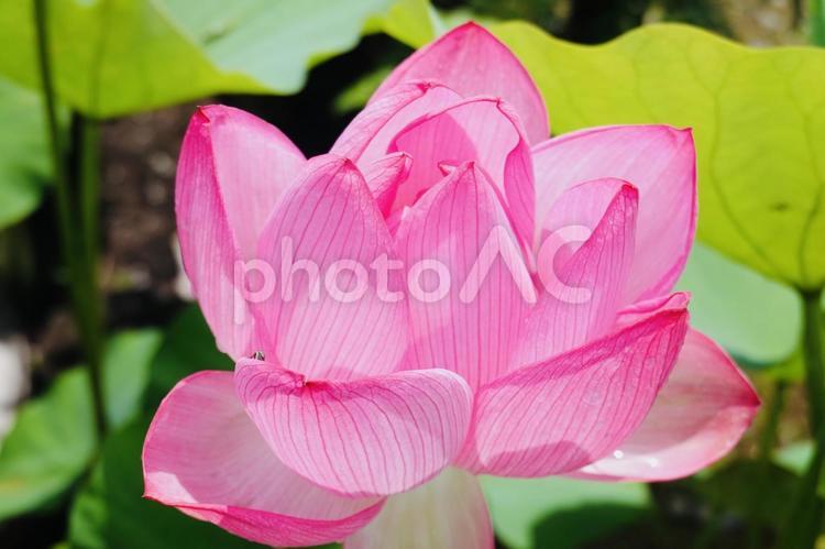 蓮の花 花,蓮,ハスの写真素材
