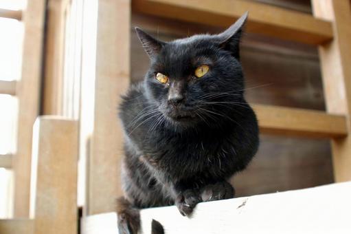 遠くを見つめる寺の黒猫① ネコ,ノラ猫,黒猫の写真素材