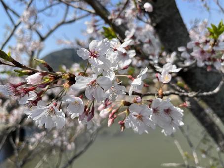 桜 桜,葉桜,花の写真素材