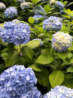 紫陽花 紫陽花の写真