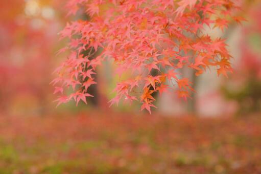 紅葉 紅葉の写真