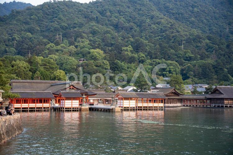 厳島神社の夕暮れ 厳島神社,宮島,広島の写真素材