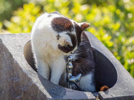 Sitting stray cat, JPG