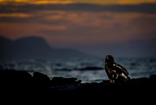 <五島の風景>夏の夜明けの海と磯のトンビ <五島の風景>夏の夜明けの海と磯のトンビの写真