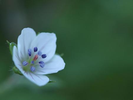 ゲンノショウコの写真