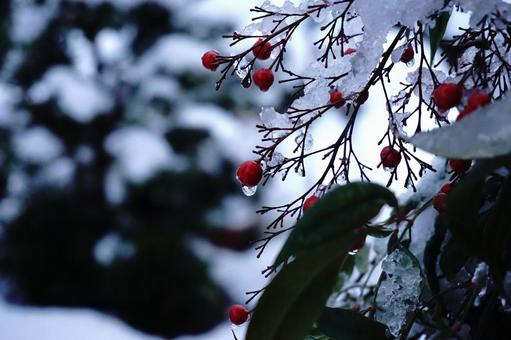 Winter nandina berries, JPG