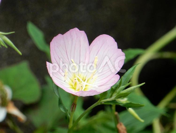 【花の写真】ヒルザキツキミソウ ヒルザキツキミソウ,昼咲月見草,ツキミソウの写真素材