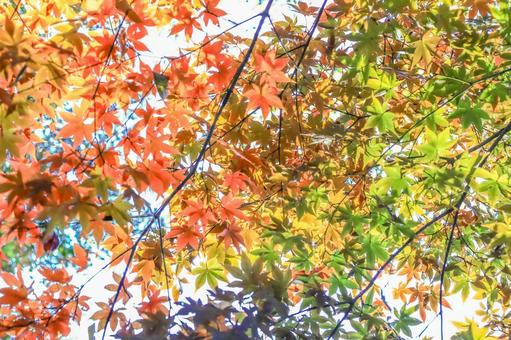 色とりどりの紅葉 色とりどりの紅葉 紅葉,赤,緑の写真素材