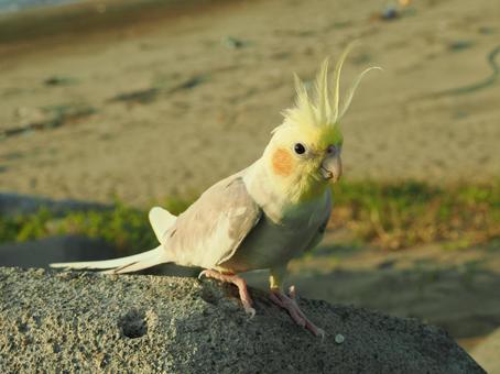 オカメインコ オカメインコの写真