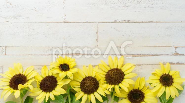 白い木目とひまわりの花の背景 ひまわり,夏,木目の写真素材