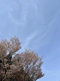 木と青空 背景素材 木と青空 背景素材の写真