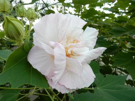 【花の写真】スイフヨウの花 【花の写真】スイフヨウの花の写真