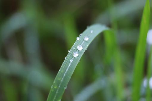 雨あがり水玉1 雨あがり水玉1の写真