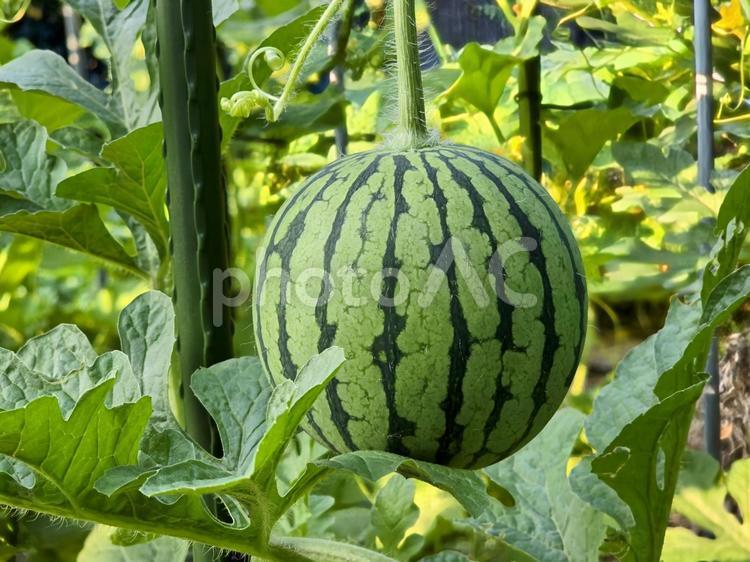 畑のスイカ　成長過程 スイカ,夏,果物の写真素材