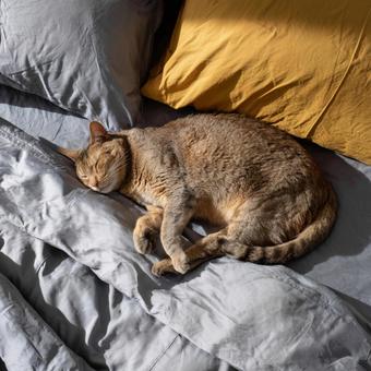 ベッドの上で眠る猫 ベッドの上で眠る猫の写真
