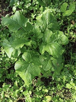 葉っぱ25 葉っぱ25 自然,屋外で,草の写真素材