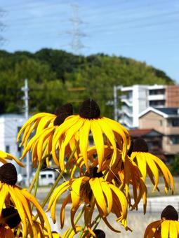 郊外の高台で開花したアラゲハンゴンソウ アラゲハンゴンソウ,花,植物の写真素材