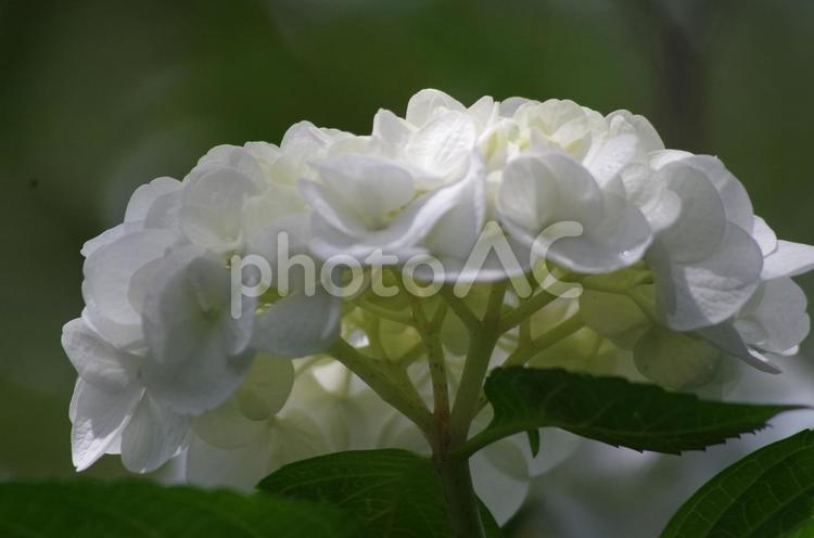 ローアングルで見た白いアジサイの花 アジサイ,白,アップの写真素材