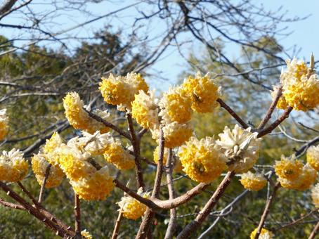 川沿いの遊歩道脇に咲くミツマタの花 川沿いの遊歩道脇に咲くミツマタの花 ミツマタ,花,植物の写真素材