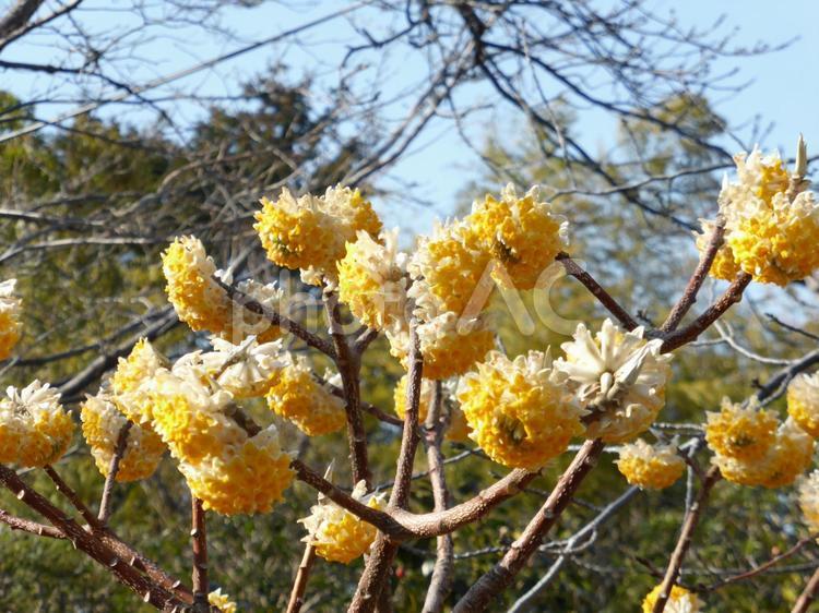 川沿いの遊歩道脇に咲くミツマタの花 ミツマタ,花,植物の写真素材