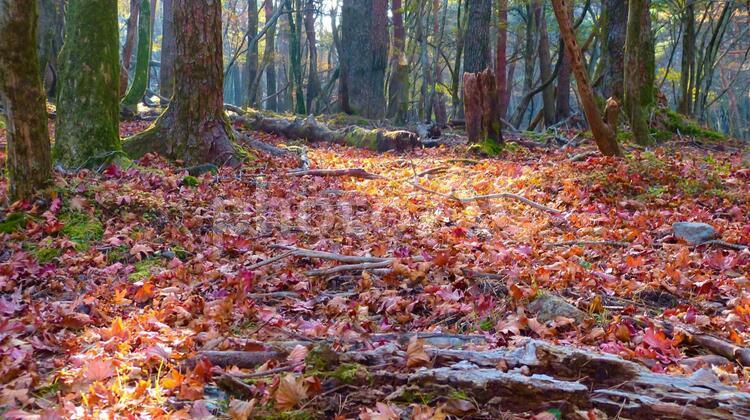 紅葉の絨毯が美しい 紅葉,秋,楓の写真素材
