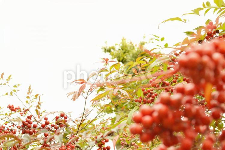 南天の実（２） 縁起物,風水,南天の写真素材