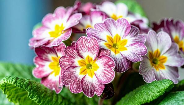 秋から春の花　プリムラの写真