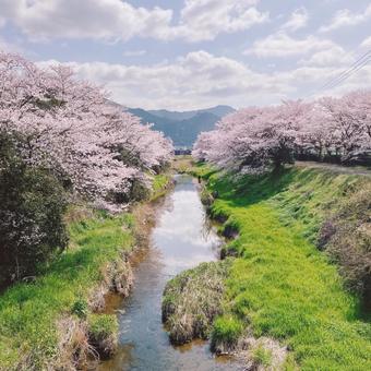 桜と空と川 桜と空と川 桜,桜並木,春の写真素材