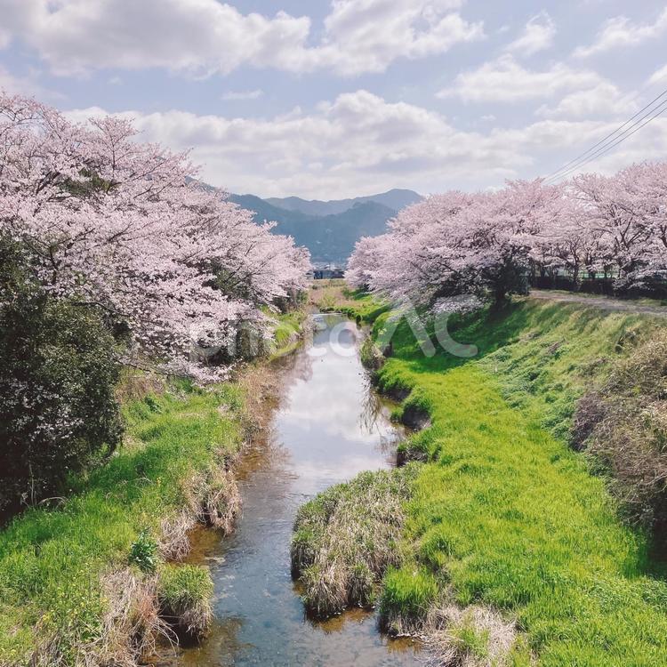 桜と空と川 桜,桜並木,春の写真素材