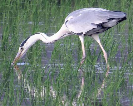 Grey Heron, JPG