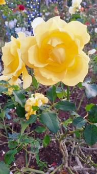 バラ バラの写真