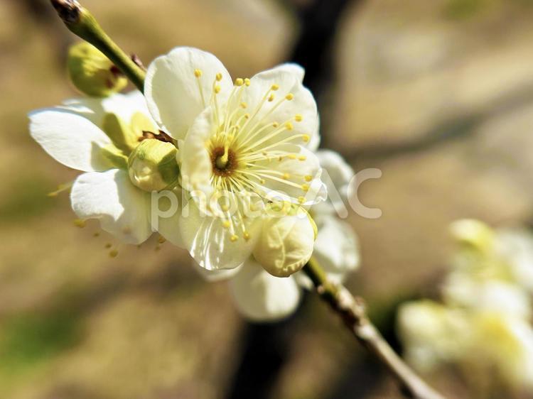 梅の花のクローズアップ 梅,ウメ,クローズアップの写真素材