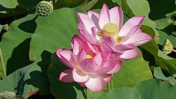 早朝に咲く蓮の花 早朝に咲く蓮の花の写真